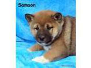 Shiba Inu Puppy for sale in Deepwater, MO, USA