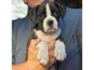 Boxer Puppy for sale in Ellensburg, WA, USA