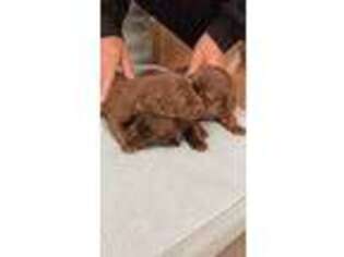 Labradoodle Puppy for sale in Prospect, VA, USA