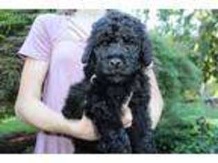 Labradoodle Puppy for sale in Kenmore, WA, USA
