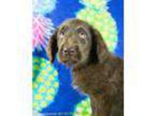 Labradoodle Puppy for sale in Meridian, TX, USA