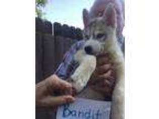 Siberian Husky Puppy for sale in Perris, CA, USA