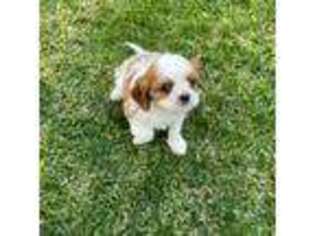 Cavalier King Charles Spaniel Puppy for sale in Orange, CA, USA