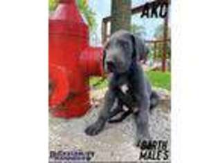 Great Dane Puppy for sale in Story City, IA, USA