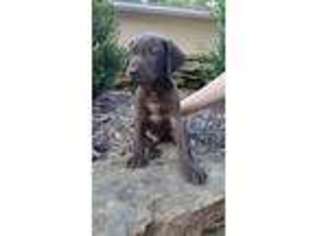 German Shorthaired Pointer Puppy for sale in Independence, KS, USA