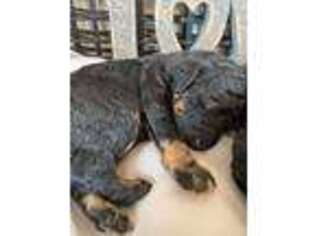 Mutt Puppy for sale in Carlotta, CA, USA