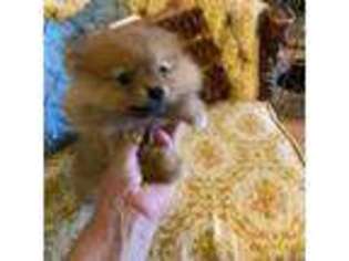 Pomeranian Puppy for sale in Escanaba, MI, USA
