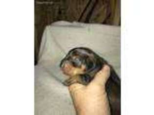 Dachshund Puppy for sale in Brewton, AL, USA