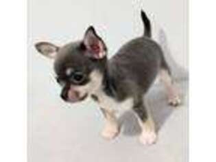 Chihuahua Puppy for sale in Wayland, MI, USA