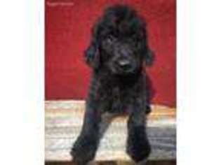 Goldendoodle Puppy for sale in Bradley, SC, USA
