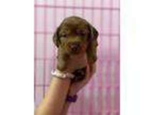 Dachshund Puppy for sale in Johnson, VT, USA