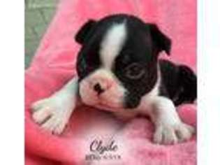 Boston Terrier Puppy for sale in Moselle, MS, USA