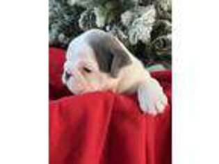 Bulldog Puppy for sale in Orange Grove, TX, USA