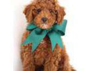 Goldendoodle Puppy for sale in Crystal, MI, USA