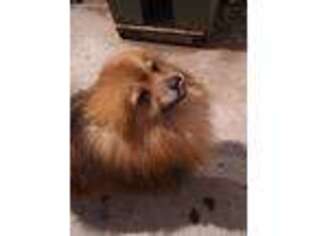 Pomeranian Puppy for sale in Plover, WI, USA