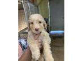 Labradoodle Puppy for sale in Magnolia, TX, USA