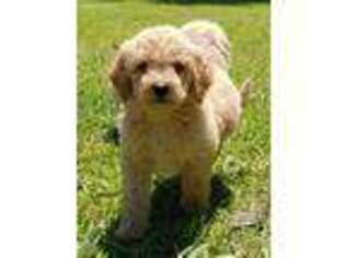 Goldendoodle Puppy for sale in Poplarville, MS, USA