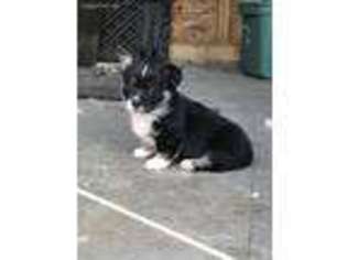 Pembroke Welsh Corgi Puppy for sale in Ringgold, VA, USA
