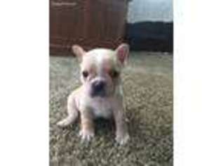 French Bulldog Puppy for sale in Saint Paris, OH, USA