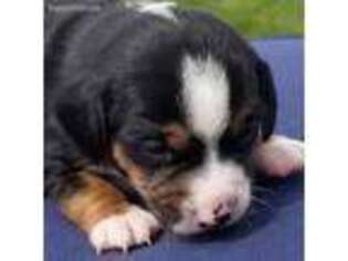 Beagle Puppy for sale in Lexington, KY, USA