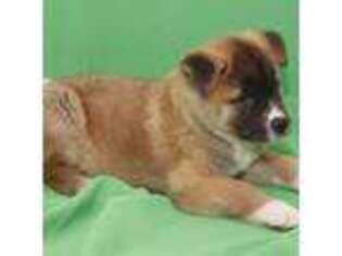 Akita Puppy for sale in Covington, GA, USA