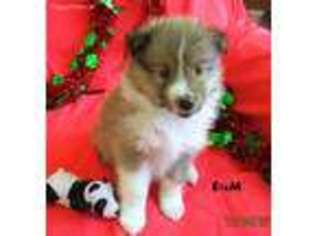 Shetland Sheepdog Puppy for sale in Round Mountain, TX, USA