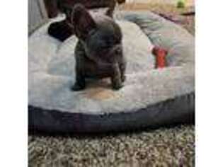 French Bulldog Puppy for sale in Manchaca, TX, USA
