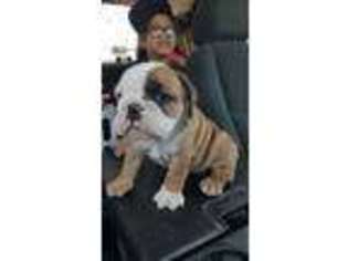 Bulldog Puppy for sale in Brownsville, TX, USA