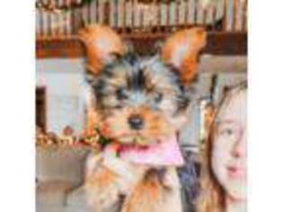 Yorkshire Terrier Puppy for sale in Gilbertsville, KY, USA