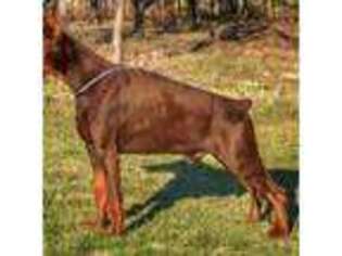 Doberman Pinscher Puppy for sale in Strasburg, CO, USA