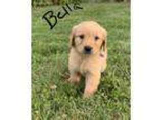 Golden Retriever Puppy for sale in Annville, KY, USA
