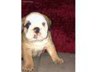 Bulldog Puppy for sale in Baxter Springs, KS, USA