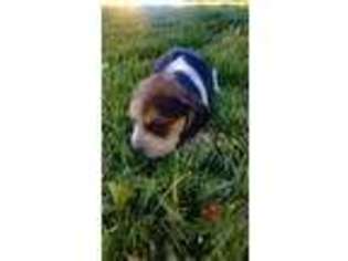 Beagle Puppy for sale in Rigby, ID, USA
