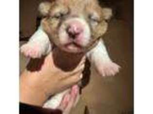 Pembroke Welsh Corgi Puppy for sale in Saint David, AZ, USA