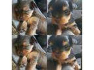Yorkshire Terrier Puppy for sale in MONTEBELLO, CA, USA