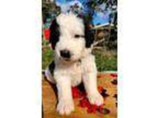 Saint Berdoodle Puppy for sale in Hattiesburg, MS, USA