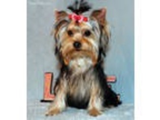 Yorkshire Terrier Puppy for sale in Littlerock, CA, USA