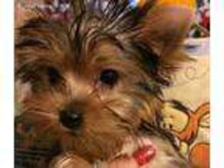Yorkshire Terrier Puppy for sale in Allen, TX, USA
