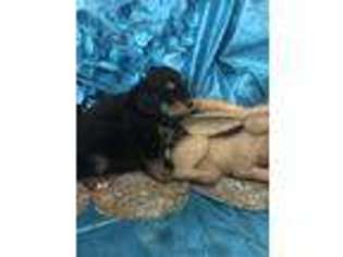 Mutt Puppy for sale in Pipestem, WV, USA