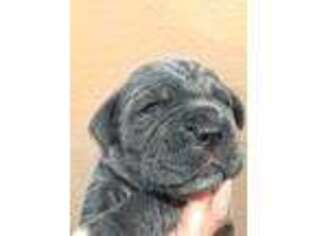 Neapolitan Mastiff Puppy for sale in Lamar, MO, USA