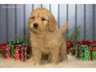 Goldendoodle Puppy for sale in West Point, IA, USA