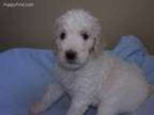 Mutt Puppy for sale in Coleman, WI, USA