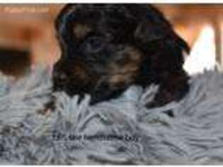 Havanese Puppy for sale in Springtown, TX, USA