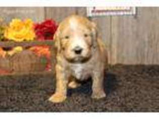 Goldendoodle Puppy for sale in Alton, MO, USA