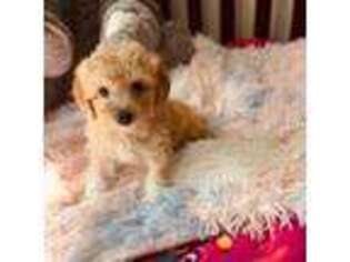 Goldendoodle Puppy for sale in Pascagoula, MS, USA