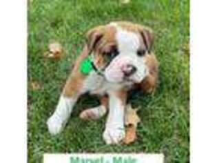 Olde English Bulldogge Puppy for sale in Brainerd, MN, USA