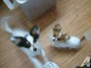 Papillon Puppy for sale in Wausau, WI, USA