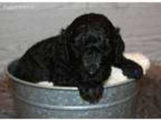 Mutt Puppy for sale in South Haven, MN, USA