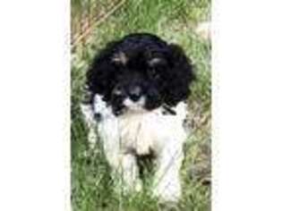Cavapoo Puppy for sale in Saint Paul, MN, USA