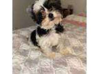 Biewer Terrier Puppy for sale in Deerfield Beach, FL, USA